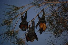 Image result for Golden Crown Flying Fox Bat Philippines