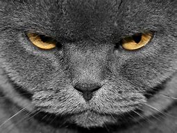 Image result for Evil Looking Cat Staring through Window