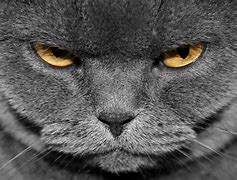 Image result for Evil Cat Stare
