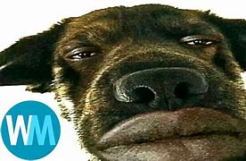 Image result for Goofy a Dog's Memes