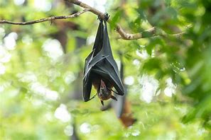 Image result for Hanging Bat Outline