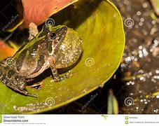 Image result for Frog Dewlap