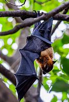 Image result for Resting Bat Pose