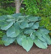 Image result for Hosta Jurassic Park