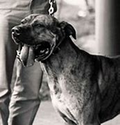 Image result for Cuban Bloodhound