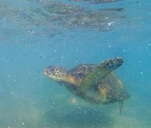 Image result for GoPro Underwater Linse