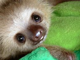 Image result for Photogenic Baby Sloth