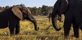 Image result for African Safari Honeymoon