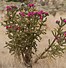 Image result for Cane Cholla Cactus