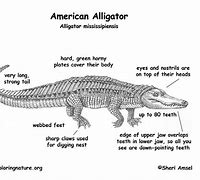 Image result for Alligator vs Crocodile Skin
