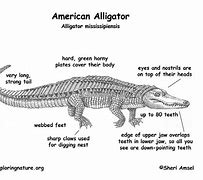 Image result for Alligator Crocodile Hybrid