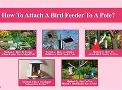 Image result for Pole Mounted Bird Feeders