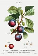 Image result for Cherry Plum