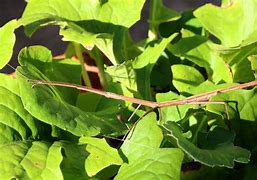 Image result for Biggest Stick Insect
