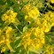 Image result for Euphorbia schillingii