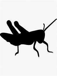 Image result for Cricket Bug