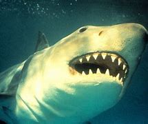 Image result for Jaws vs Great White Shark