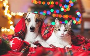Image result for New Year's Eve Dogs and Cats