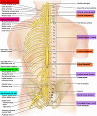 Image result for Anatomy of Human Spine and Spinal Nerves
