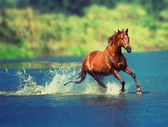 Image result for Horses Running through Water