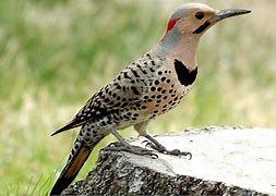 Image result for colaptes_auratus