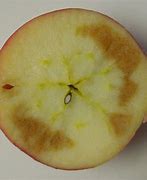 Image result for Honeycrisp Apple Brown Flesh