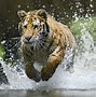 Image result for Tiger Eating Worms
