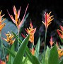 Image result for Unique Flowers From Brazil