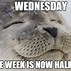 Image result for Happy Silly Wednesday Meme