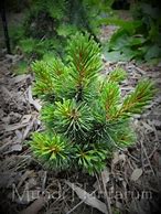 Image result for Pinus parviflora Catherine Elisabeth