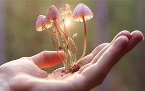 Image result for Eighth of Shrooms