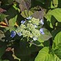 Image result for Hydrangea macrophylla Endless Summer Twist 