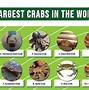 Image result for Biggest Crab Ever Found