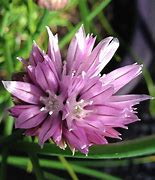 Image result for Chive Flowers Edible