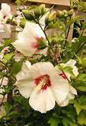 Image result for Hibiscus syriacus Red Heart