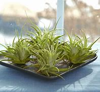 Image result for Small Air Plants