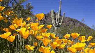 Image result for Beautiful Arizona Wildflowers