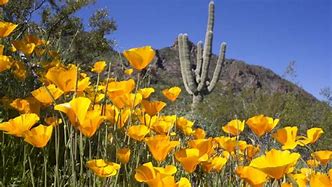 Image result for Arizona Wildflowers Identification