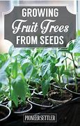Image result for Fruit Tree Seeds