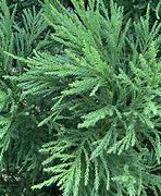 Image result for Cryptomeria japonica Green Pearl