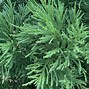 Image result for cryptomeria_japonica