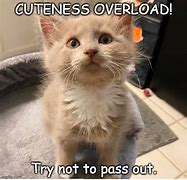 Image result for Cuteness Overload Meme