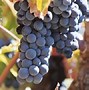 Image result for Hecker Pass Petite Sirah