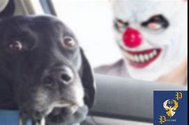 Image result for Clown Dog Meme