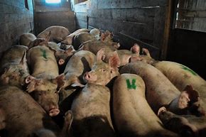Image result for Factory Farm Pollution