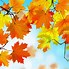 Image result for Fall iPad Wallpaper