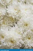 Image result for White Chrysanthemum Wallpaper