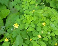 Image result for Edible Wild Plants in Wisconsin