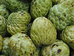 Image result for Jamaican Sweetsop
