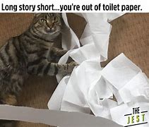 Image result for Cat Toilet Paper Meme